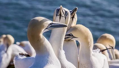 爱游戏官方-巴拉多利德取得胜利，豪取联赛第二位，巴拉多利德身价