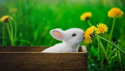 -印度赛制变化与突破：新规则带来的机遇与挑战，印度联赛