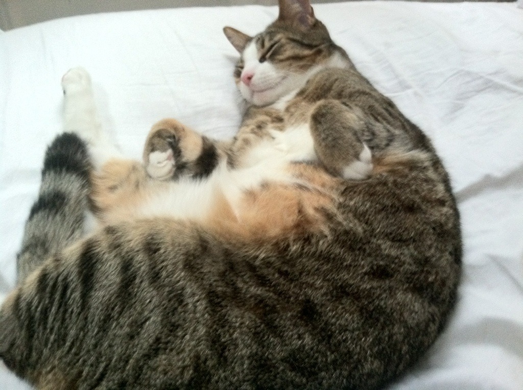 AYX GAMING-伊朗队在巴黎奥运会比赛中展现出强大的远射能力，伊朗转播奥运会画面