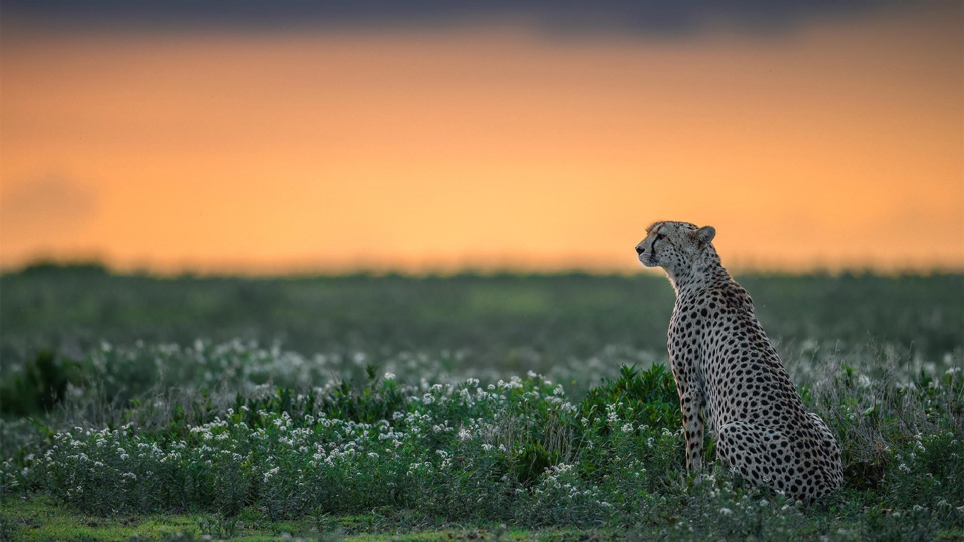 国际沙狐球锦标赛:快速反应的竞技游戏,沙狐球玩法视频讲解