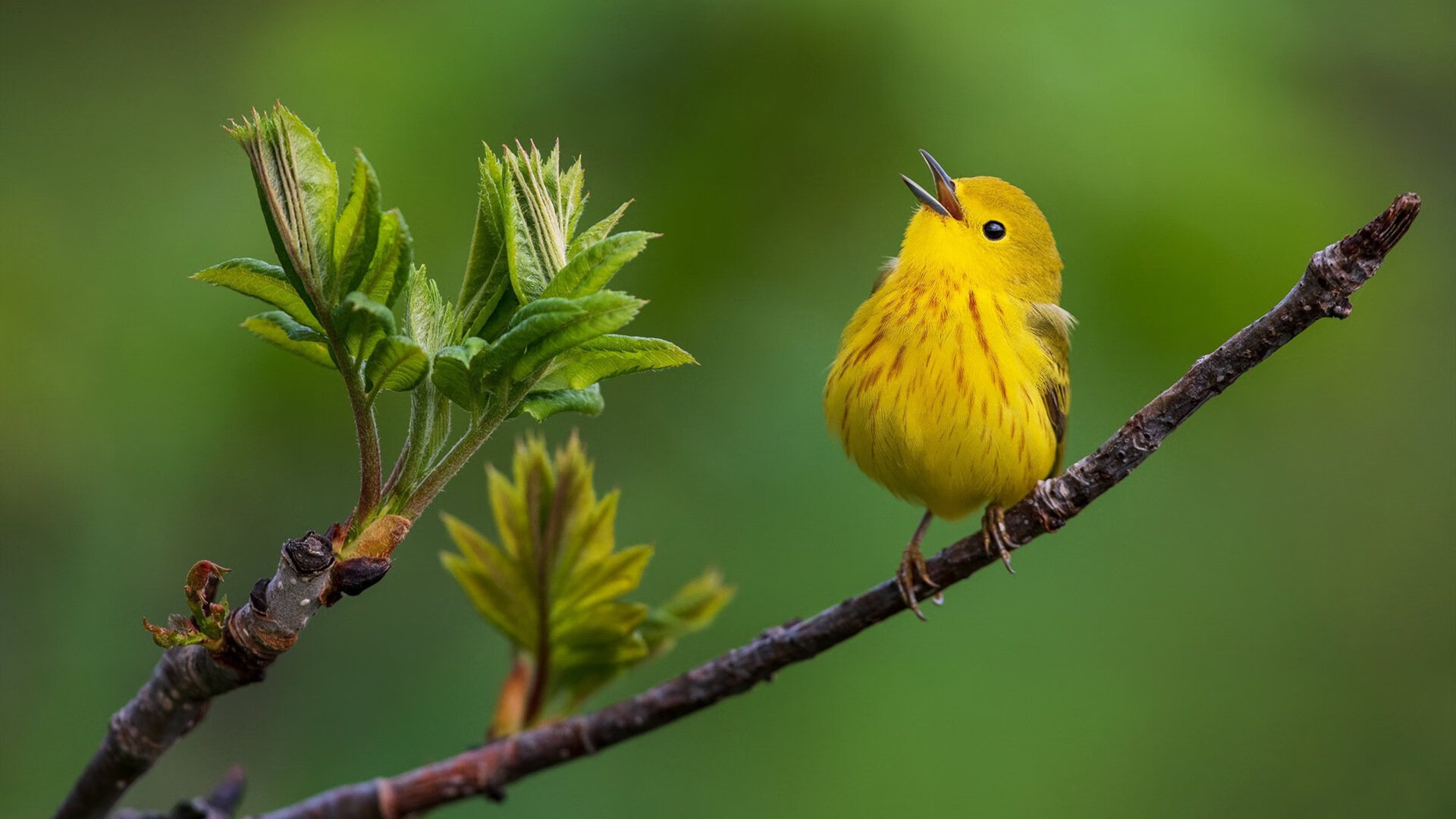 尤文图斯连续获胜,重返争冠行列,尤文图斯!