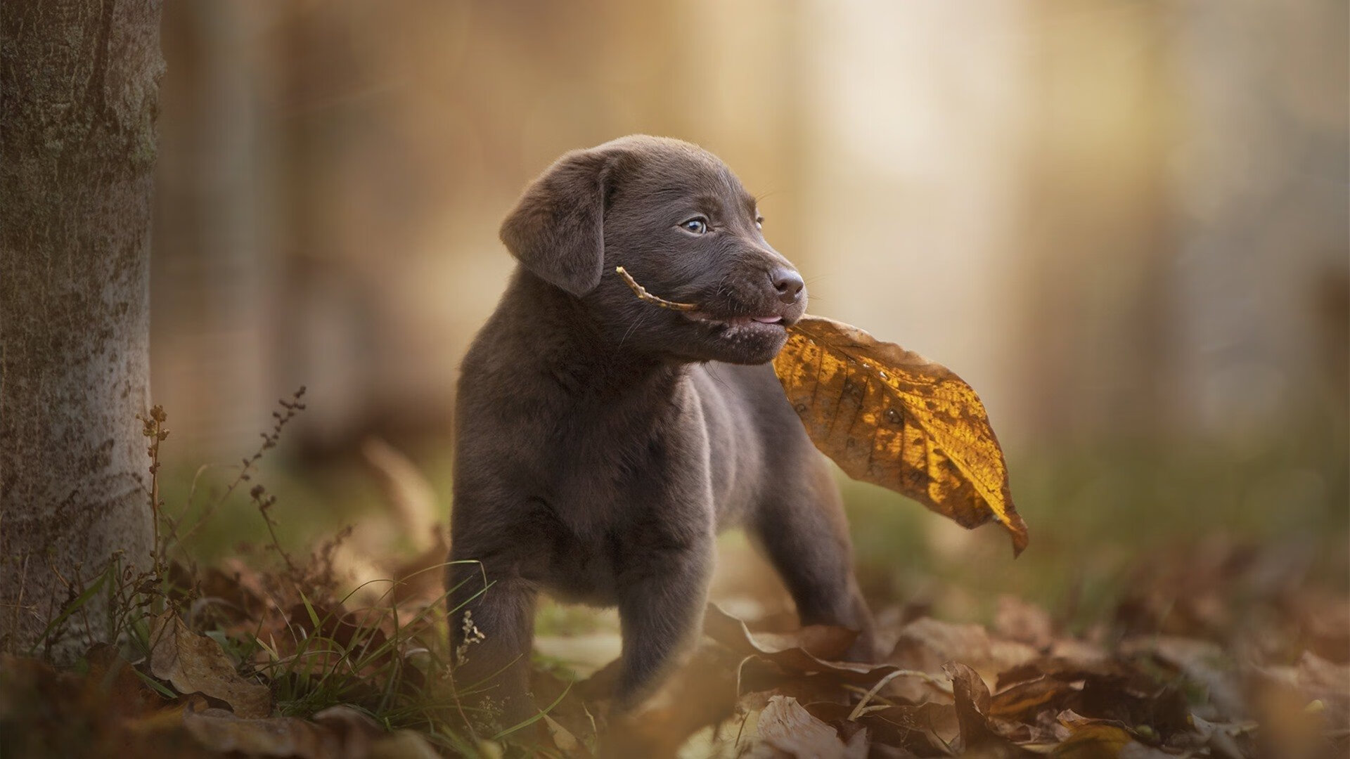 比赛现场的美食与娱乐元素，美食比赛策划