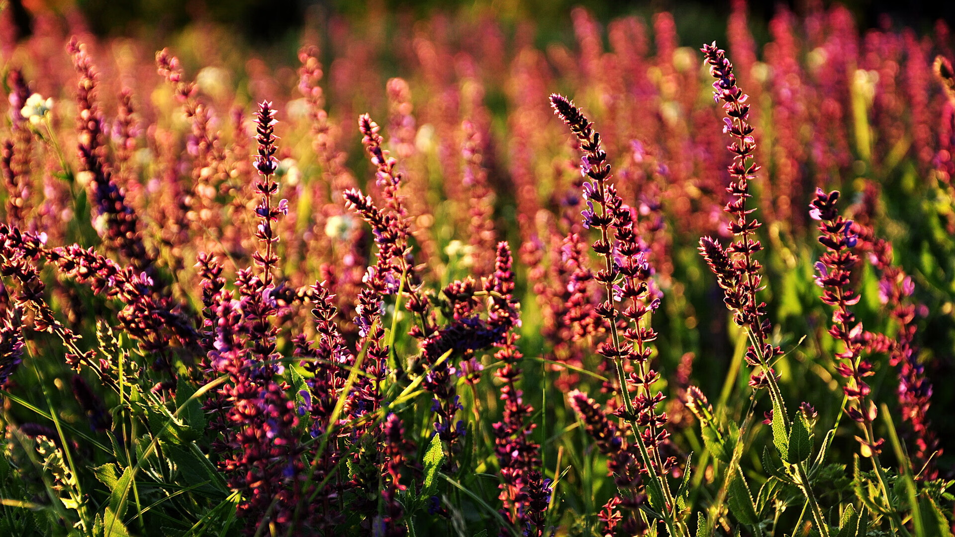 爱游戏电竞官网-足球分析师岗位成为俱乐部刚需，足球分析师简介