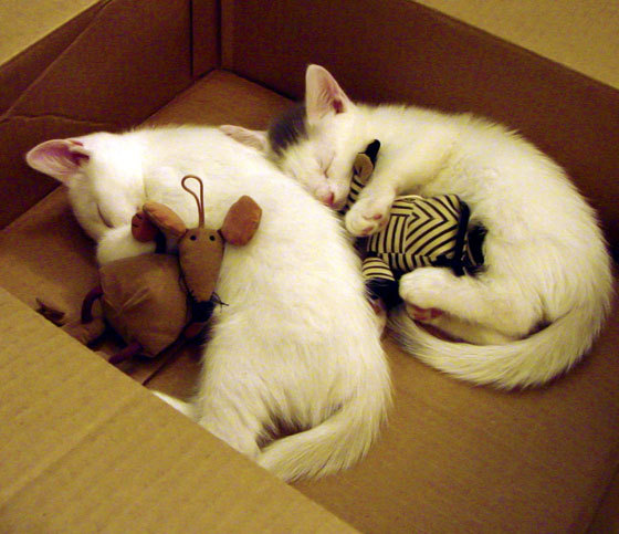 AYX GAMING-KPL赛事安全保障措施强化