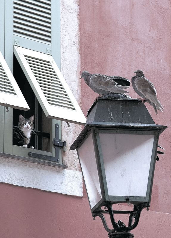 爱游戏体育app-RNG选手国际舞台表现出色，rng!