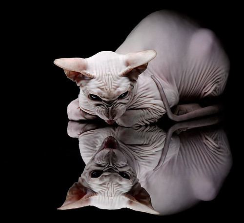 传奇足球巨星对决:全球体坛焦点,传奇的足球巨星