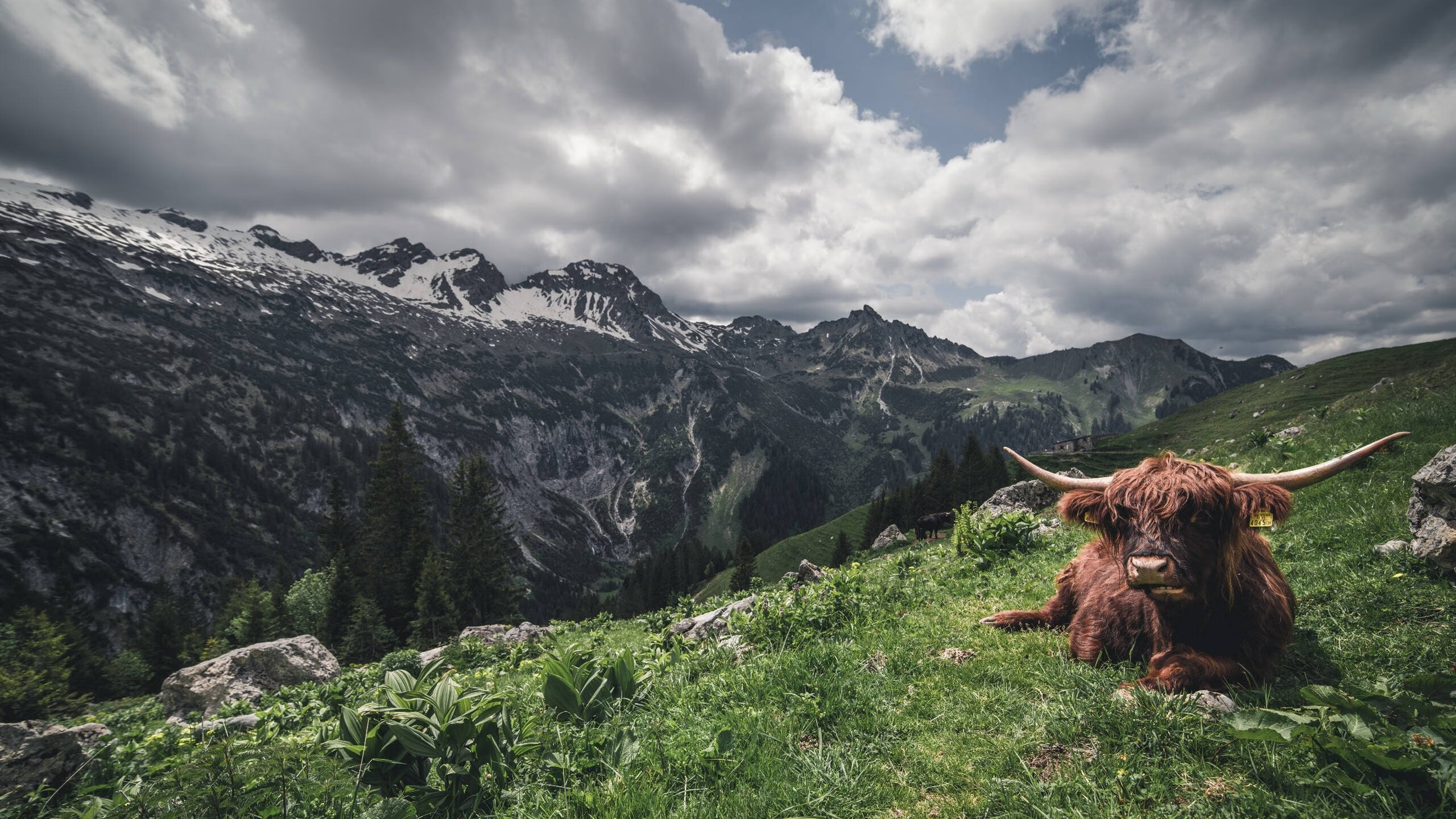 爱游戏体育APP下载-多特蒙德取得连胜，状态火爆无法阻挡，多特蒙德的比赛