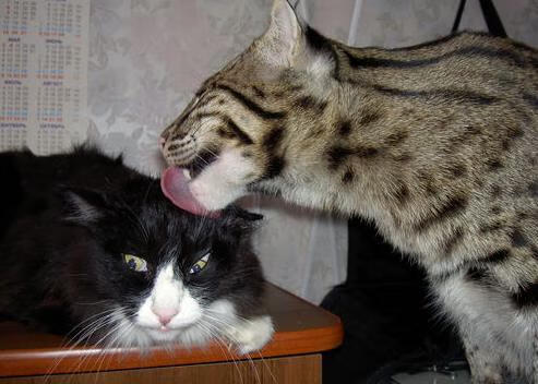 爱游戏娱乐平台-女足世界杯赛程紧凑挑战大，女足足球世界杯