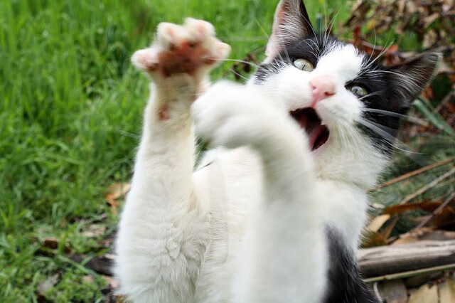 捷足先登！门兴格拉德巴赫坚守主场实现胜利，门兴格拉德巴赫足球俱乐部官网