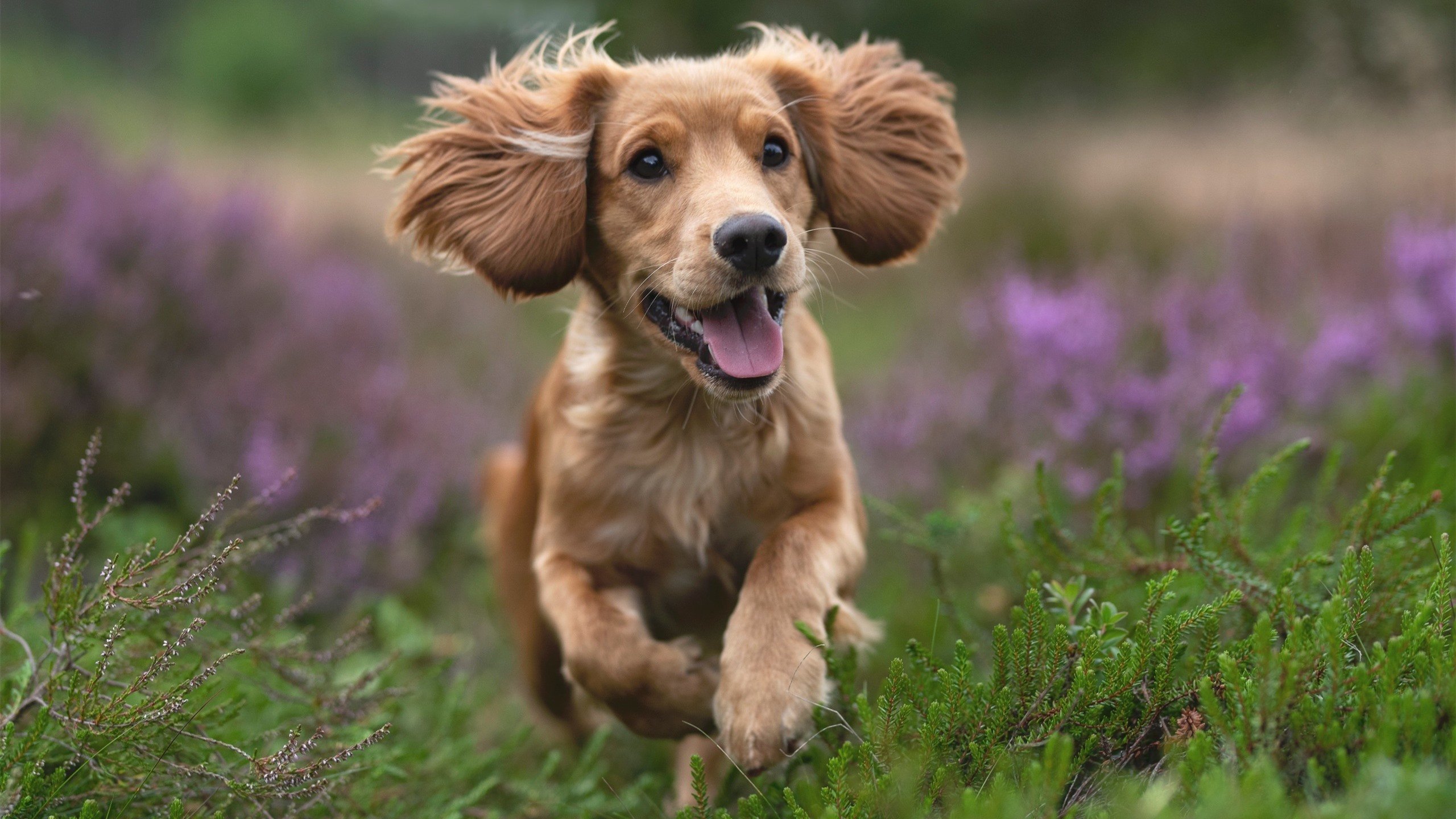 爱游戏体育app-曼城俱乐部主场迎战狼队，期待新赛季好开局，曼城足球俱乐部