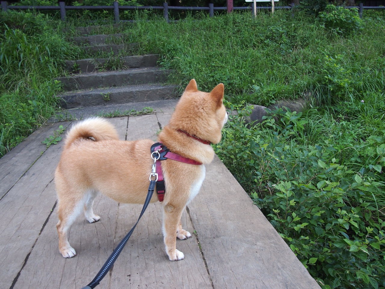 维达德卡萨布兰卡球员表现获主帅肯定,卡萨布兰卡 百度百科