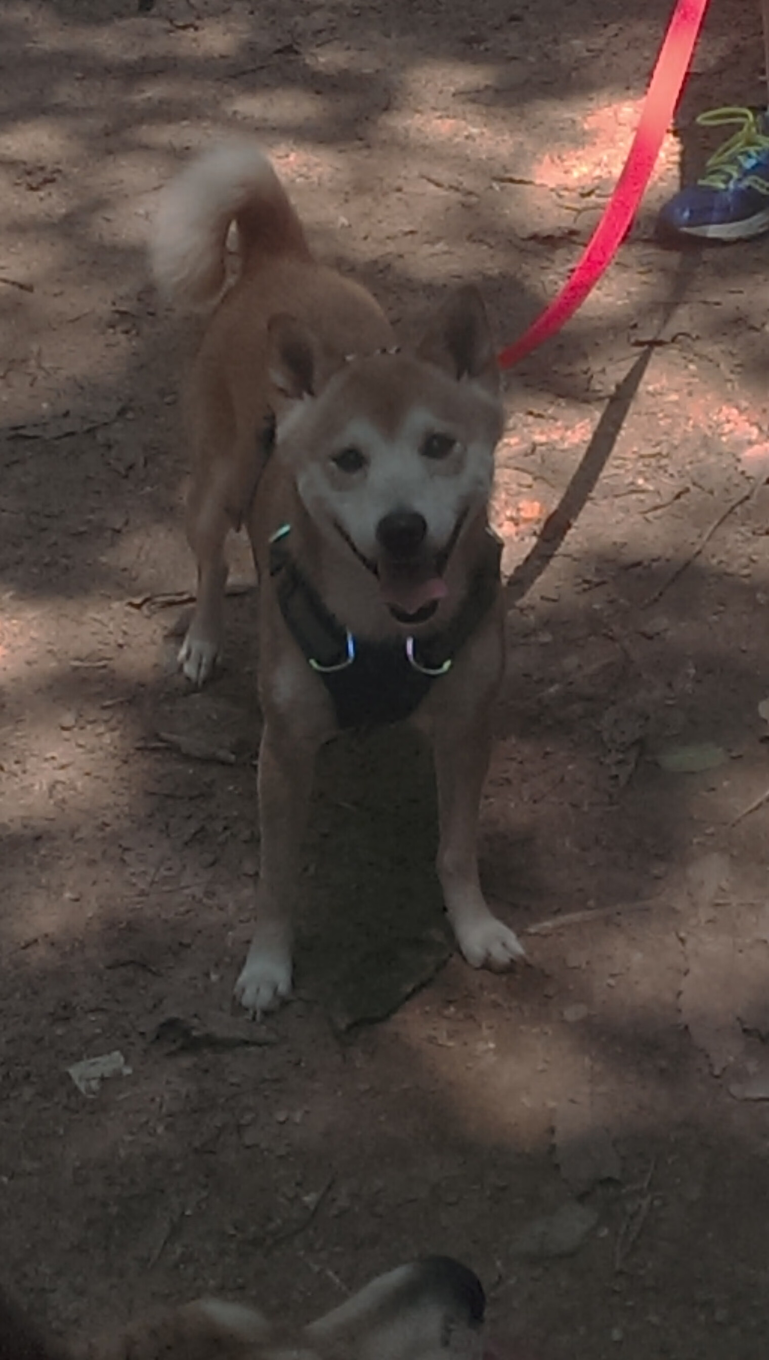 阿尔梅里亚客场击败拉科伦尼亚,取得关键三分,阿尔梅里亚比分