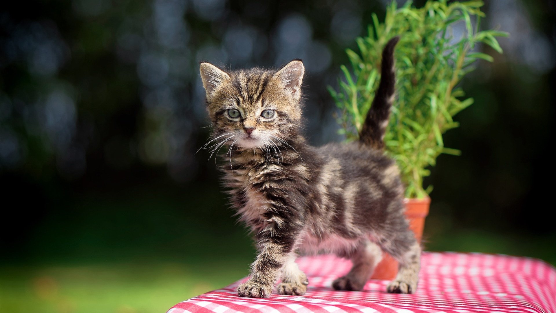 爱游戏综合娱乐-阿尔巴尼亚赢安道尔，欧洲国家联赛喜获胜利，阿尔巴尼亚杯