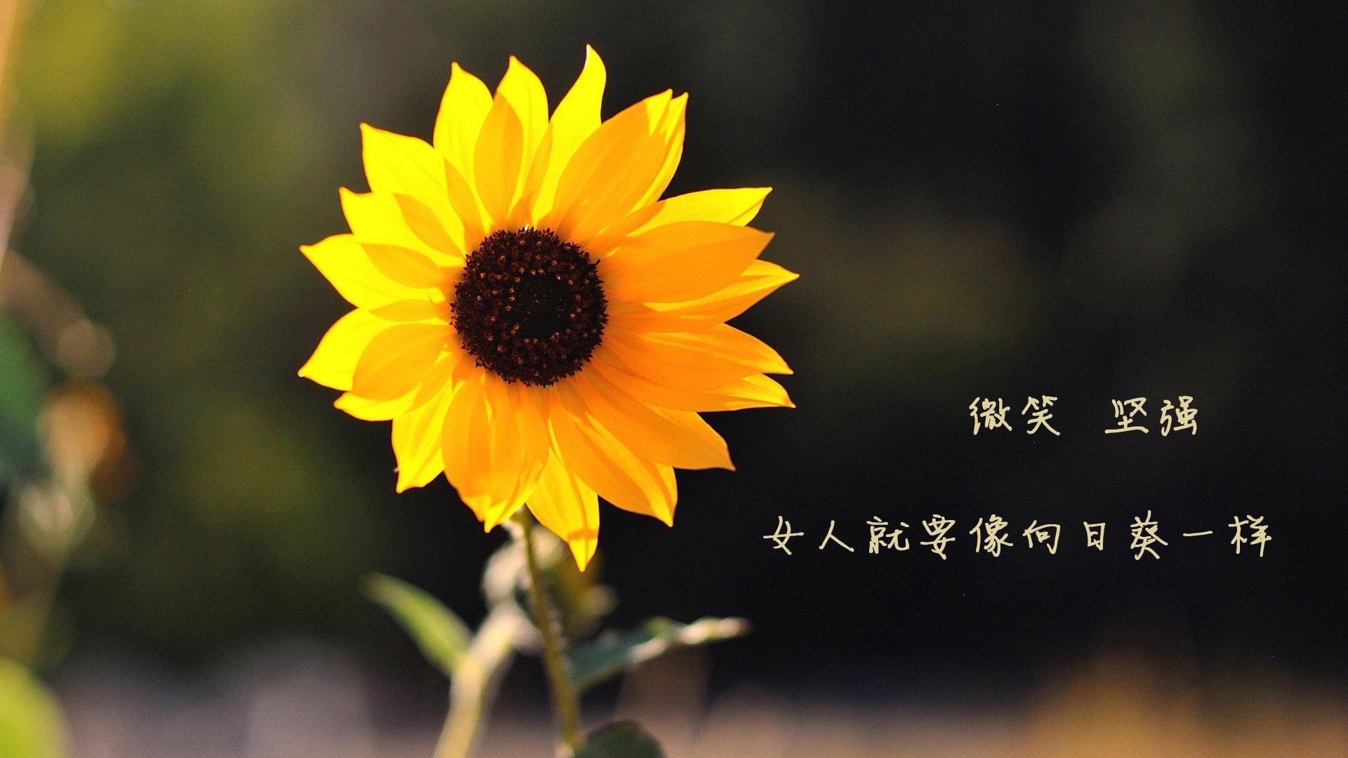 世界乒乓球团体赛中国夺得冠军,世界乒乓球团体赛中国夺得冠军了吗