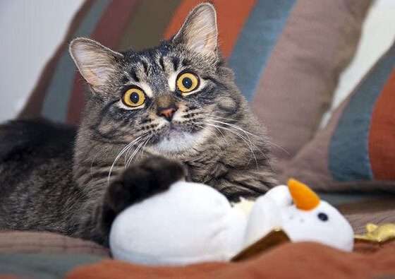 CBA联盟推动数据可视化提升联赛观赏性,cba数据软件