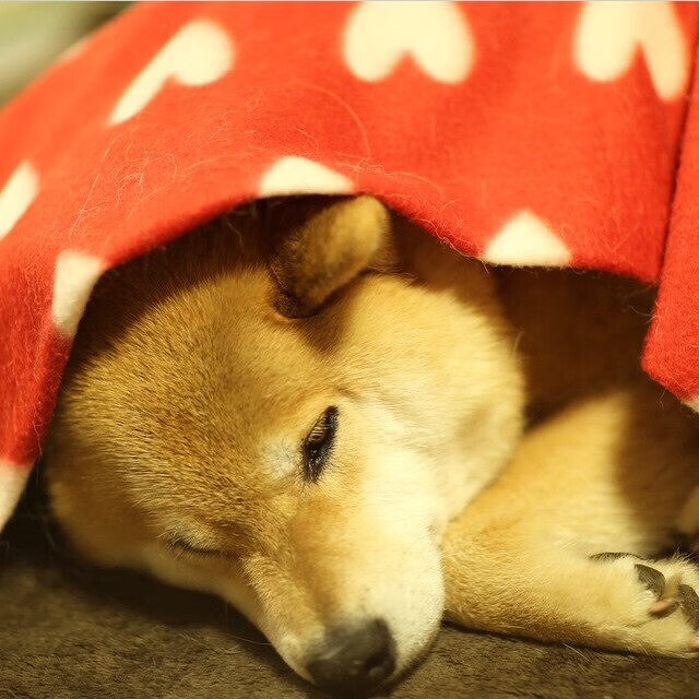 CBA联盟推动数据可视化提升联赛观赏性,cba数据软件