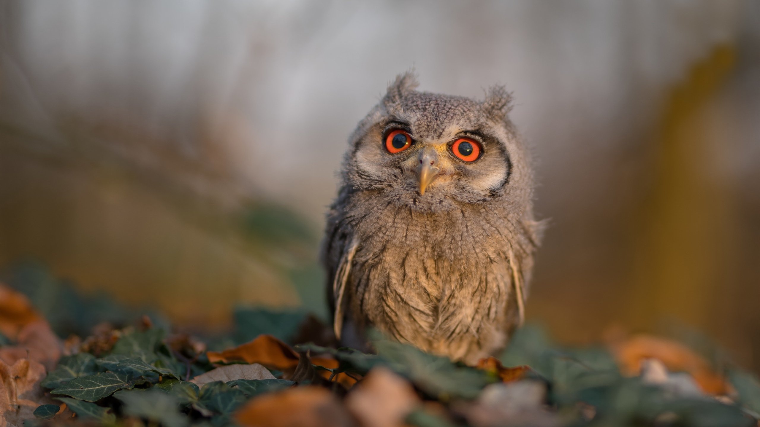 AYX官网-波兰队赛制解析：赛制中的战术细节与大局观的结合，波兰队的比赛