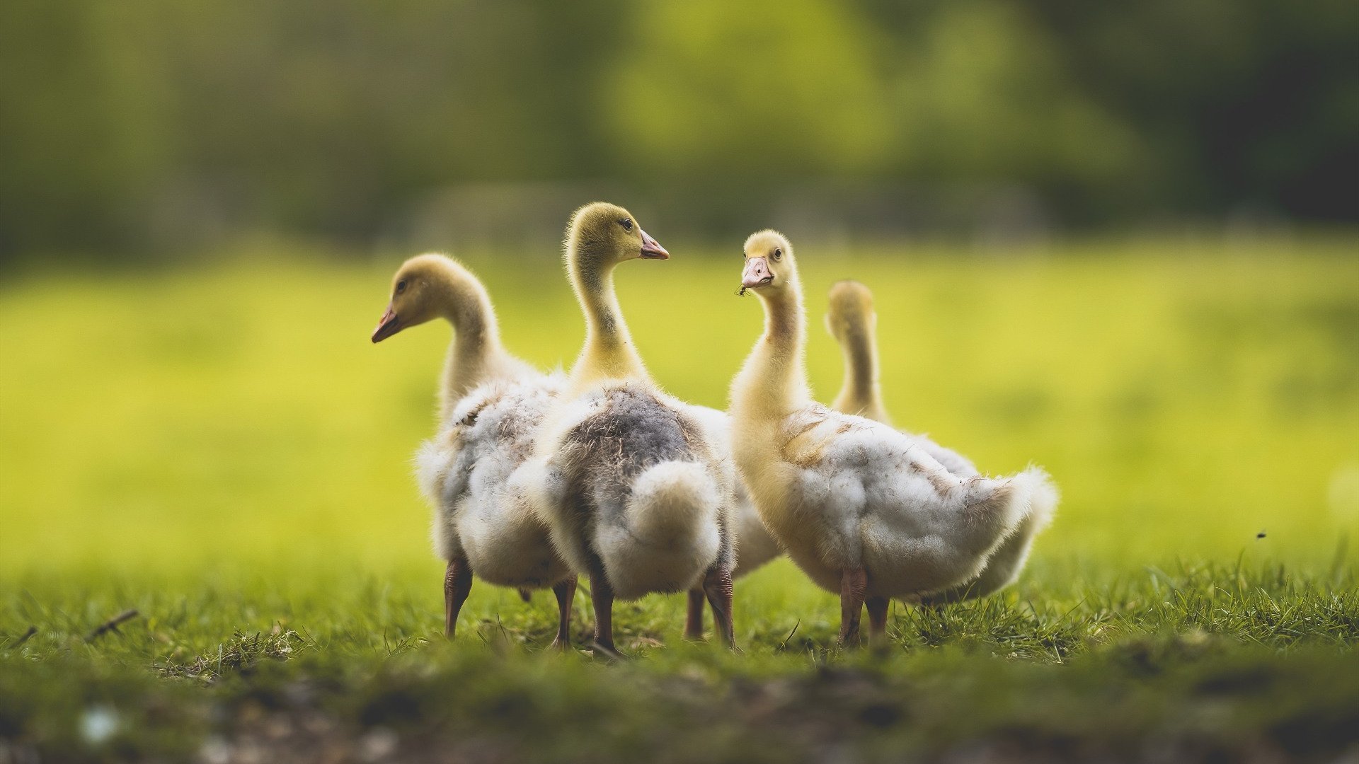 美国队赛制解析:如何利用赛制细节提升整体战斗力,美国队赛程表