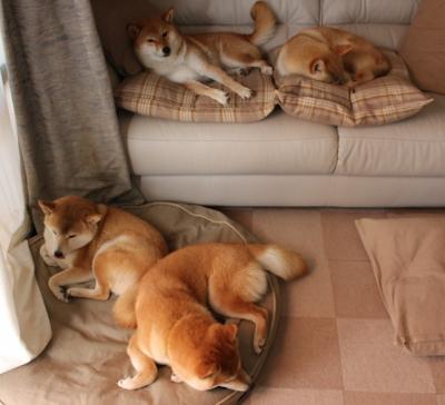 纽卡斯尔双前锋体系打开进攻新思路，纽卡斯尔球队