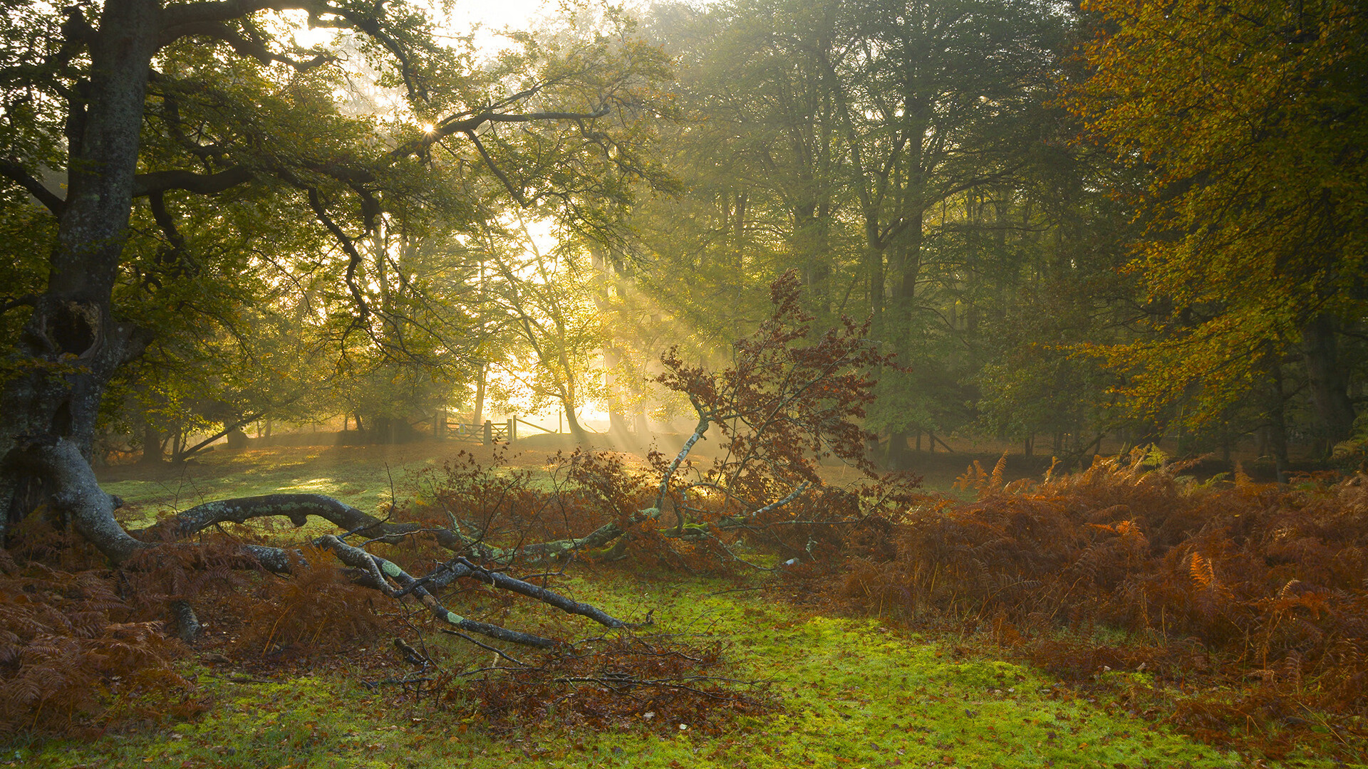 马赛中场运转迅速形成有效控制，马赛比赛视频