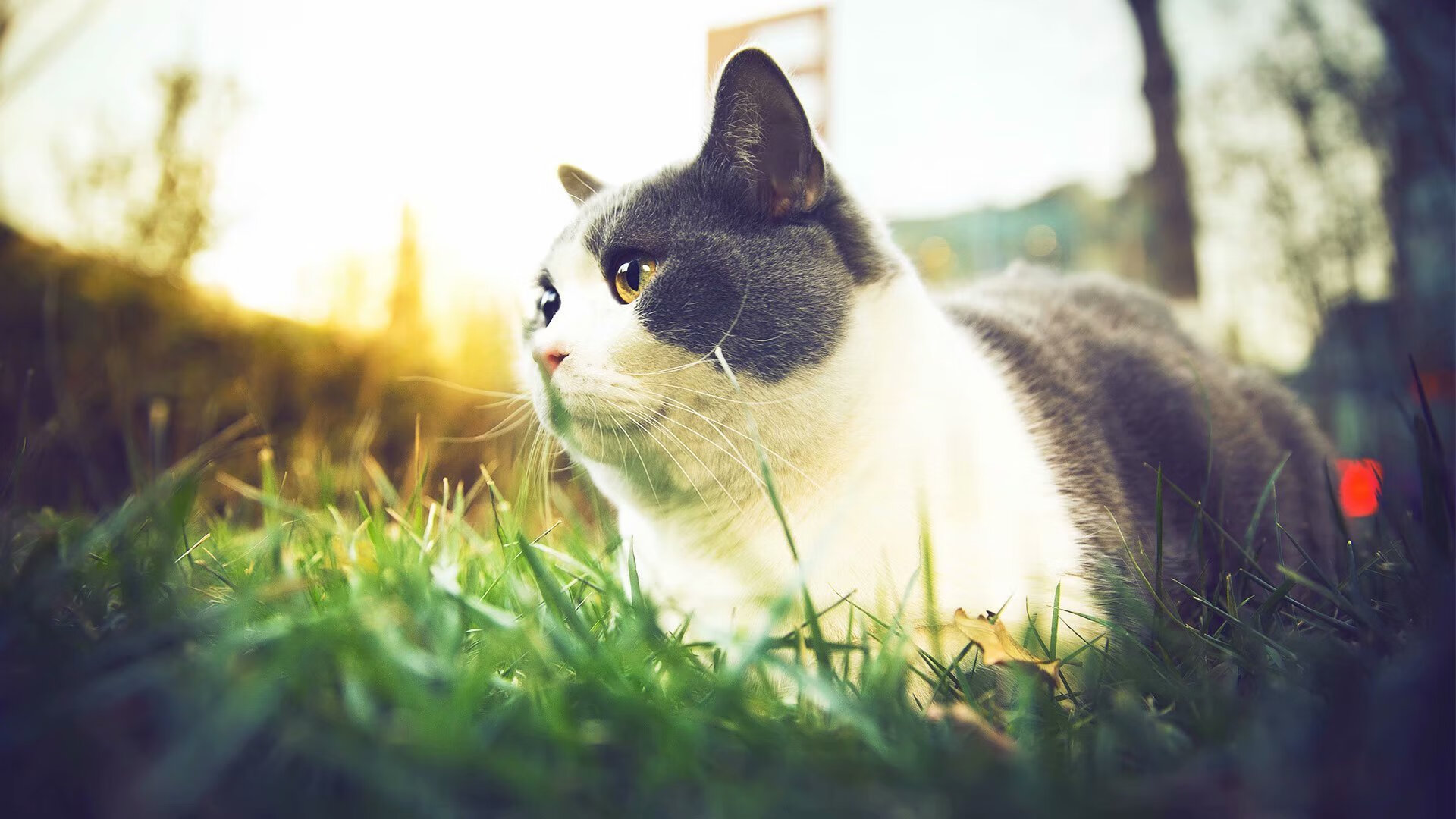 爱游戏-世界青年篮球锦标赛上，候选冠军中国队表现抢眼，期待突破，世界青少年篮球锦标赛