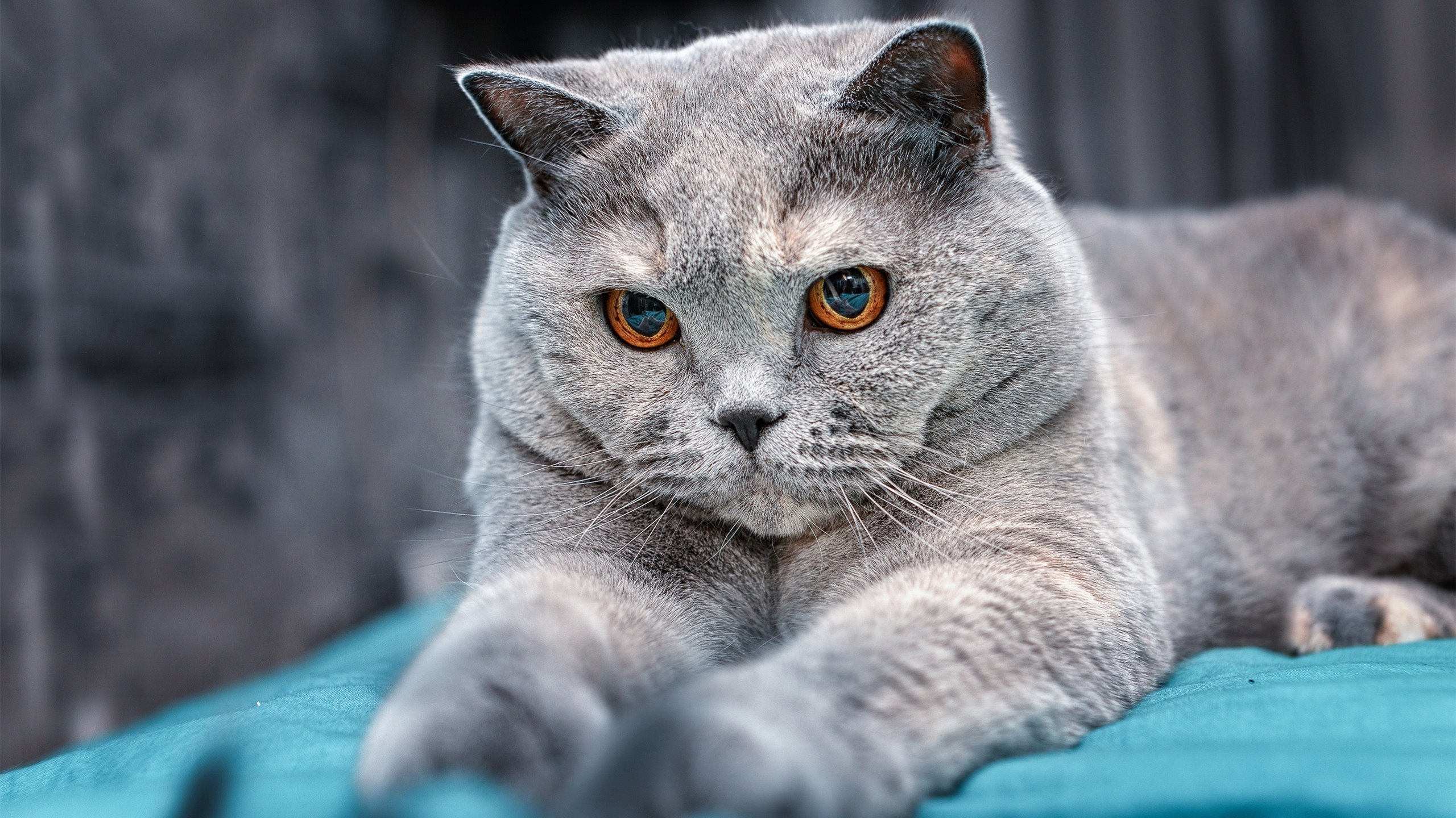 爱游戏在线登录入口-世界杯运动员的伤病预防措施，运动员如何面对伤病