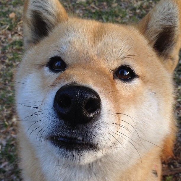 爱游戏娱乐网址-勇士外线投篮回暖连续命中关键三分，勇士内线被打爆了