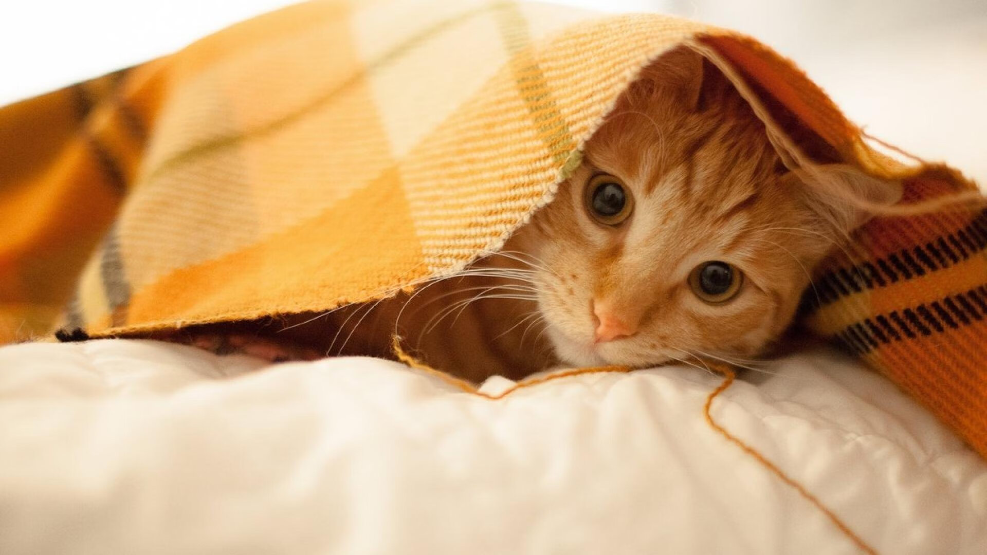 瑞典新星即将崛起,被欧洲豪门争抢